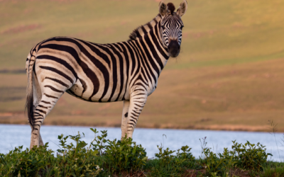 First Zebra Syndrome: How Smart Businesses Avoid Being ‘Lunch’ in Data Projects